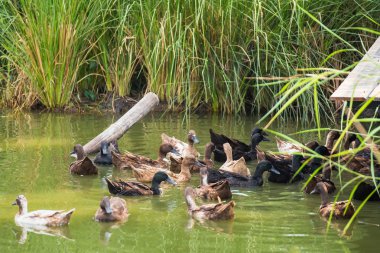 Farm.Thailand kitleler ördek