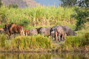 Manda alanında çim yeme. Kırsal Tayland Buffalo'da sürüleri