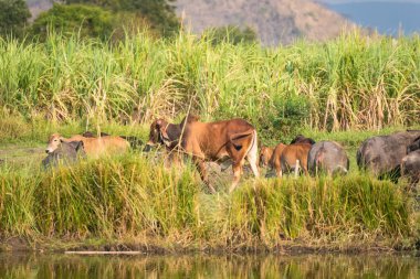 Manda alanında çim yeme. Kırsal Tayland Buffalo'da sürüleri