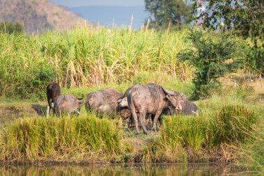 Manda alanında çim yeme. Kırsal Tayland Buffalo'da sürüleri