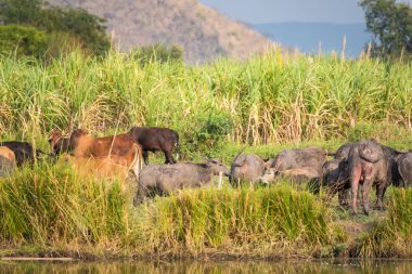 Manda alanında çim yeme. Kırsal Tayland Buffalo'da sürüleri