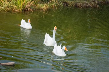 Farm.Thailand kitleler ördek
