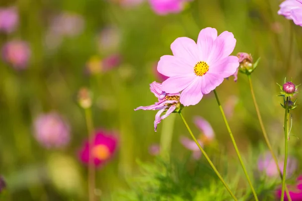 Cosmos Flower Field Selective Focus Thailand — Stock Photo, Image