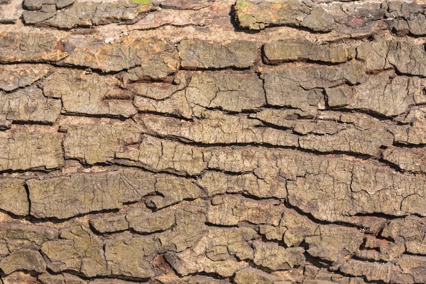 Écorce Brûlée Près Arrière Plan Texture Bois Fond Abstrait — Photo