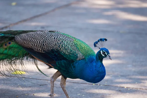 Male Colorful Peacock Temple Thailand — Stock Photo, Image