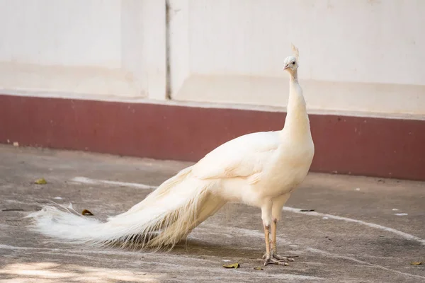 Macho Colorido Pavo Real Templo Tailandia — Foto de Stock