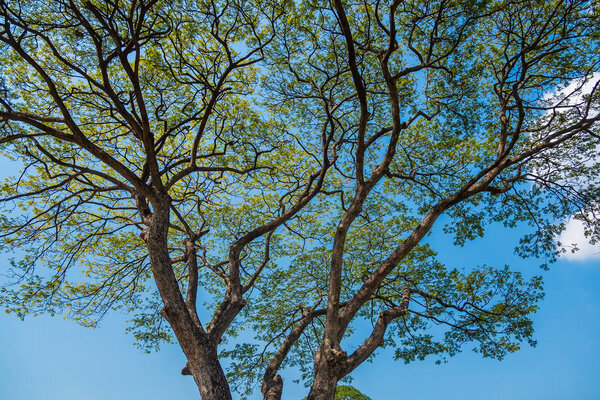 Old and giant big tree on a green field with sunlight afternoon.Thailand
