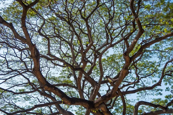 Grande Árvore Velha Gigante Campo Verde Com Luz Solar Tarde — Fotografia de Stock