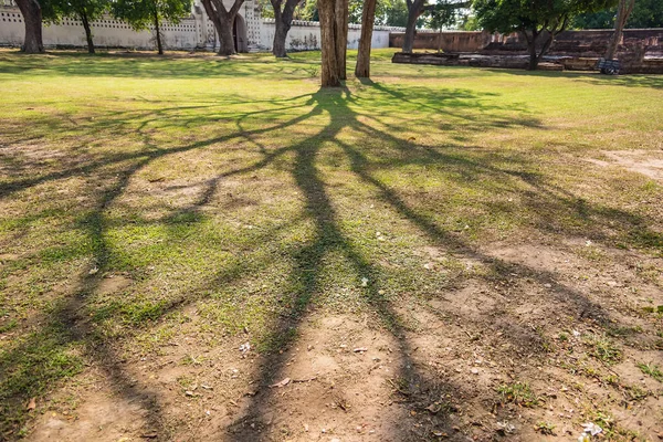 古くて巨大な大きな木日光午後のグリーン フィールド — ストック写真