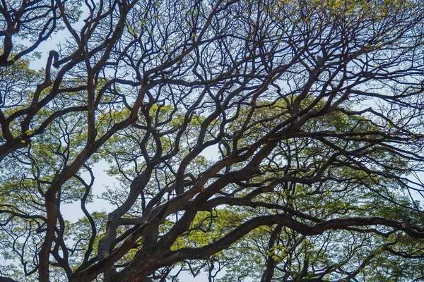 Árbol Grande Viejo Gigante Campo Verde Con Tarde Luz Del — Foto de Stock