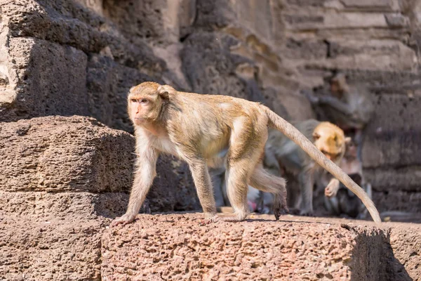 The life of long tail funny monkeys with archaeological sites. Lopburi Thailand