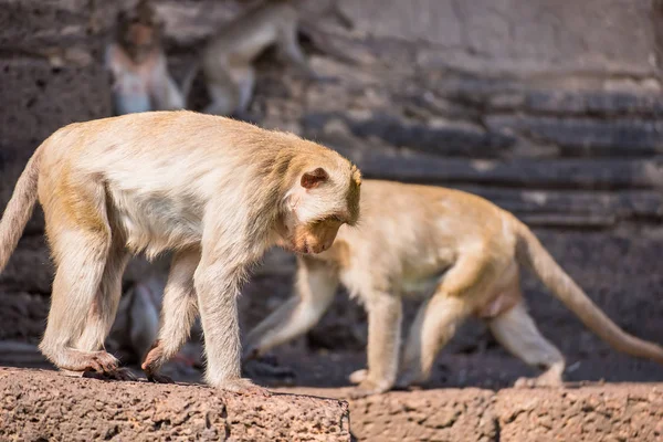 The life of long tail funny monkeys with archaeological sites. Lopburi Thailand