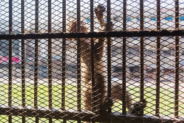 Das Leben Langschwänziger Lustiger Affen Mit Archäologischen Stätten Lopburi Thailand — Stockfoto
