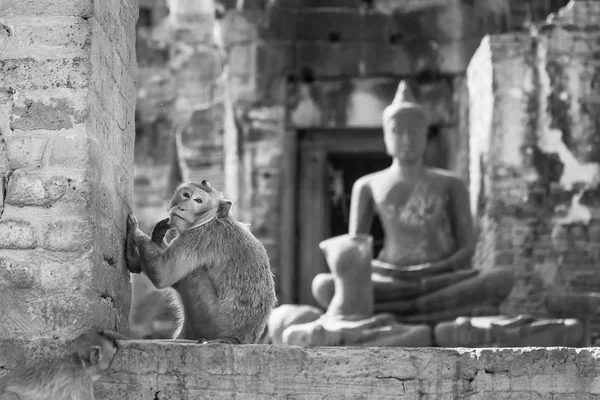 Black White Photo Life Long Tail Funny Monkeys Archaeological Sites — стоковое фото