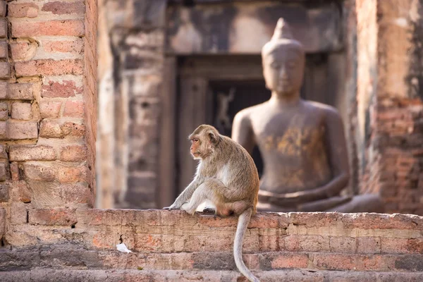 Uzun Kuyruk Komik Maymunlar Arkeolojik Ile Hayatı Lopburi Tayland — Stok fotoğraf