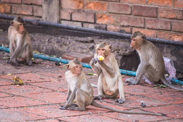 The life of long tail funny monkeys with archaeological sites. Lopburi Thailand