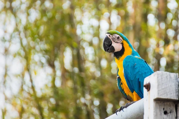 Tek Doğal Arka Planda Mavi Sarı Amerika Papağanı Tayland — Stok fotoğraf