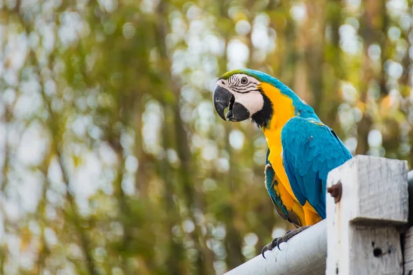 Tek Doğal Arka Planda Mavi Sarı Amerika Papağanı Tayland — Stok fotoğraf