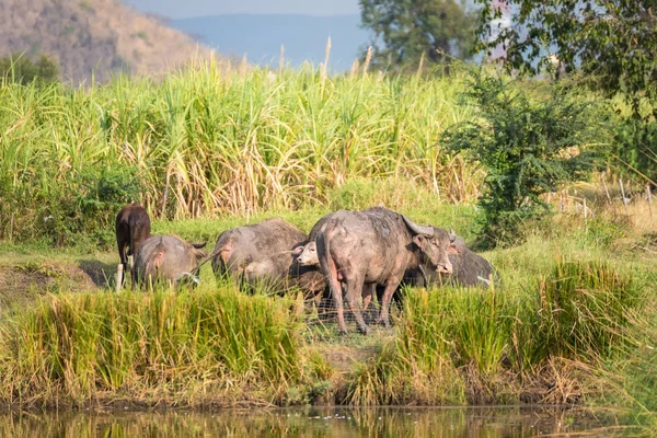 Manda alanında çim yeme. Kırsal Tayland Buffalo'da sürüleri