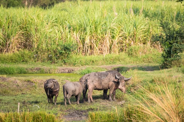 Wasserbüffel Fressen Gras Feld Büffelherden Auf Dem Land Thailand — Stockfoto