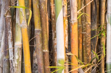 Paketlenmiş ve sıkı sarımsı yeşil bambu gövde
