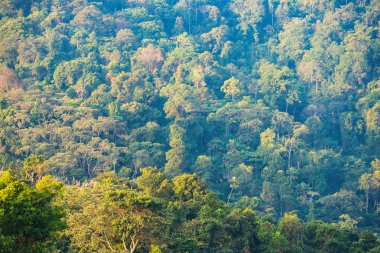 Tropikal ağaçlar, orman yeşil backgorund. Tayland