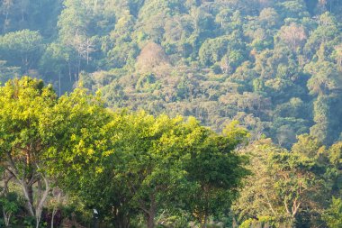 Tropikal ağaçlar, orman yeşil backgorund. Tayland