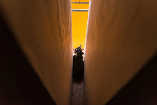 Chat Dans Temple Thaïlande — Photo