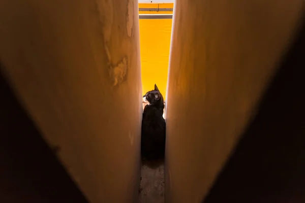 Katt Templet Thailand — Stockfoto