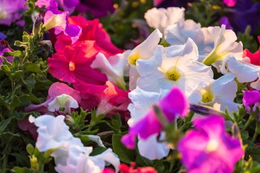 Güzel çiçekler Çiçek bahçesinde