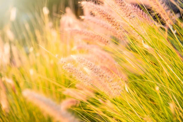 Zblízka Tropické Trávy Květiny Nebo Setaceum Pennisetum Fontána Trávy Slunce — Stock fotografie