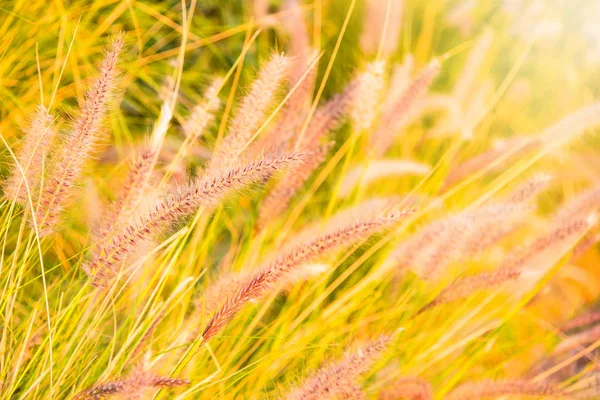 Zblízka Tropické Trávy Květiny Nebo Setaceum Pennisetum Fontána Trávy Slunce — Stock fotografie