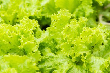 Kreşte yetişen yeşil sebze, Tarım konsepti. Tay dili