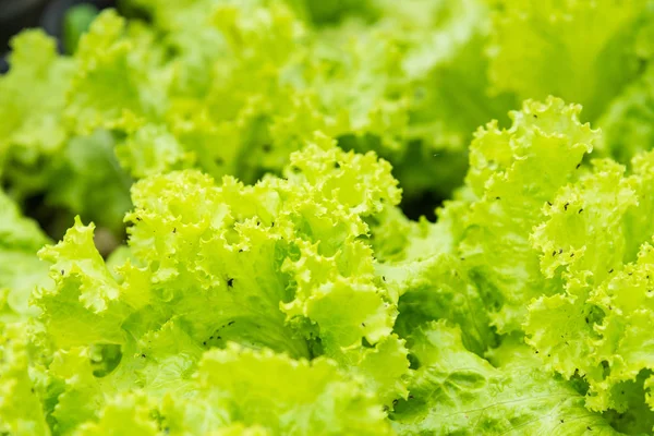 Green vegetable growing in the nursery, Agriculture concept.Thai — Stock Photo, Image