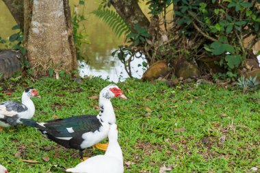 Farm.Thailand kitleler ördek