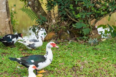 Farm.Thailand kitleler ördek
