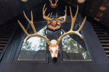 Geyiğin kafatası evi dekore etmek için kullanılır. Tayland.