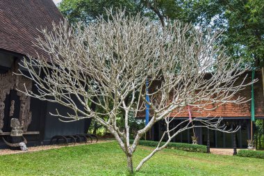 Gar çim ile leelawadee ağaç ve şube güzel doğal