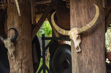 Boynuzları boynuzlu beyaz bufalo kafatası kemikleri