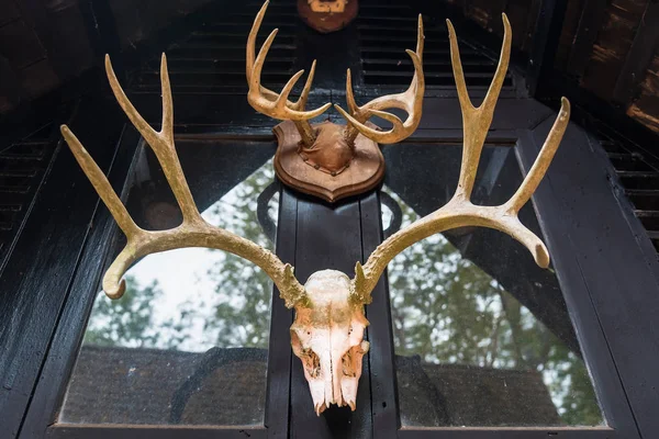 Geyiğin kafatası evi dekore etmek için kullanılır. Tayland.