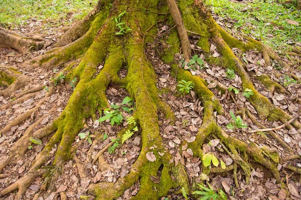 Musgo verde coberto de raízes de árvores — Fotografia de Stock