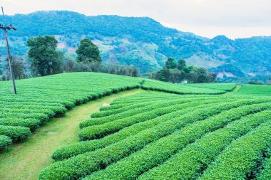 Bulutlu bir günde sabah Çay Plantasyon peyzaj görünümü.