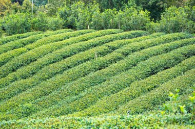 Bulutlu bir günde sabah Çay Plantasyon peyzaj görünümü.