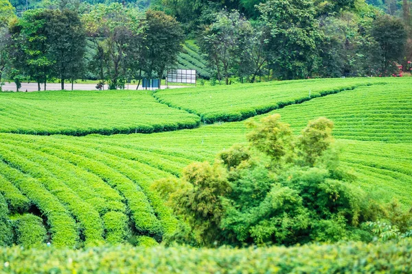 Vue Paysage à Tea Plantation le matin par une journée nuageuse . — Photo