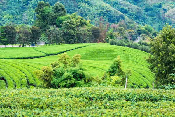 Landskapsutsikt på teplantage på morgonen på en molnig dag. — Stockfoto