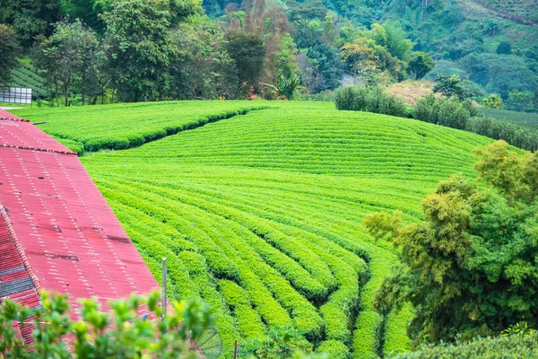 Ландшафтный вид на чайной плантации утром в облачный день . — стоковое фото