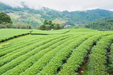 Bulutlu bir günde sabah Çay Plantasyon peyzaj görünümü.