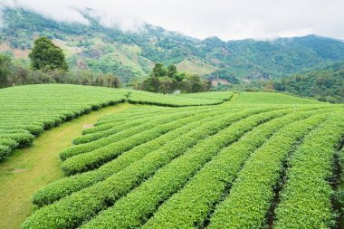 Bulutlu bir günde sabah Çay Plantasyon peyzaj görünümü.