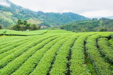 Bulutlu bir günde sabah Çay Plantasyon peyzaj görünümü.