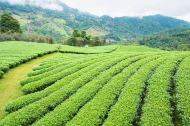 Bulutlu bir günde sabah Çay Plantasyon peyzaj görünümü.